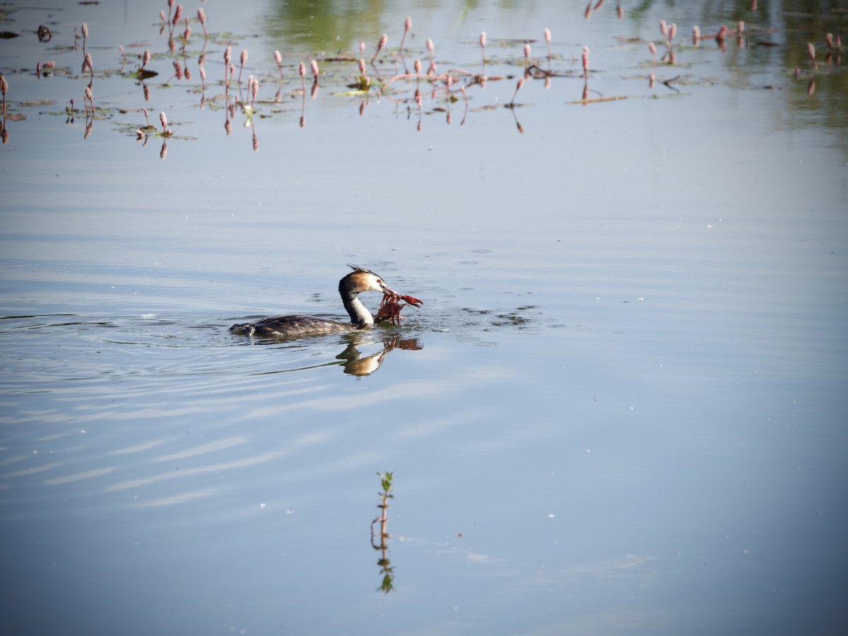 Great Crested Grebe - ML620410059