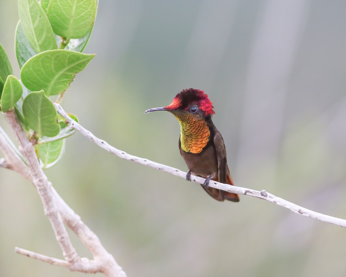 kolibřík červenohlavý - ML620410089
