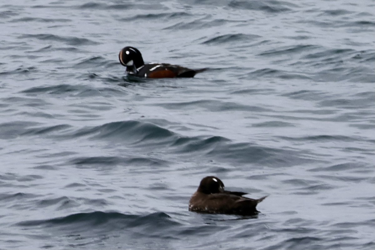 Harlequin Duck - ML620410104