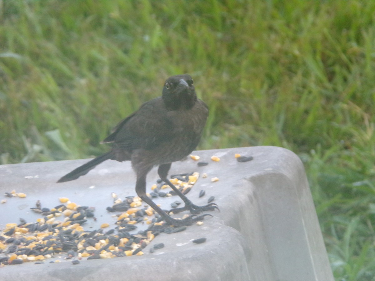 Common Grackle - ML620410109