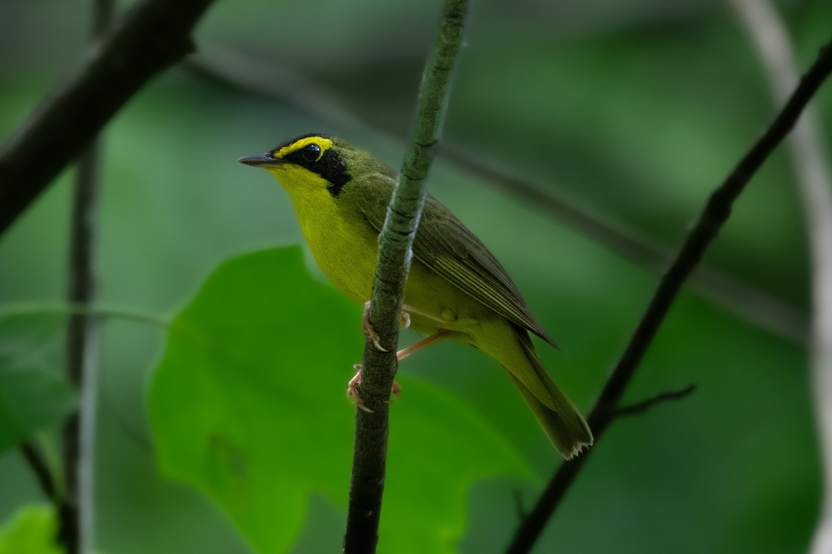 Kentucky Warbler - Ben Baldwin