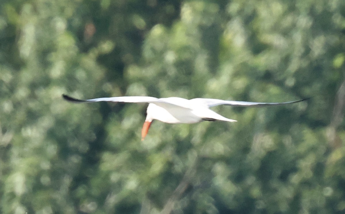 Caspian Tern - ML620410120