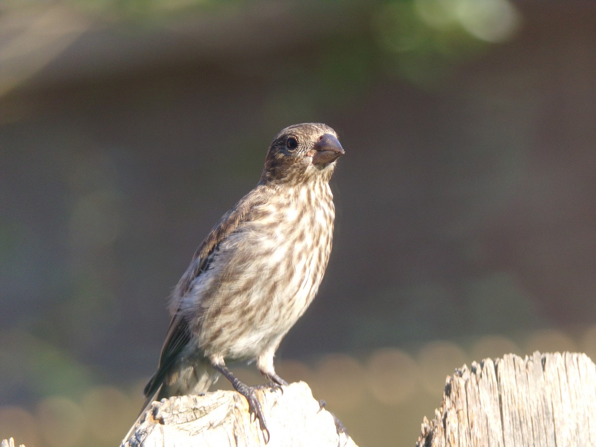 House Finch - ML620410125