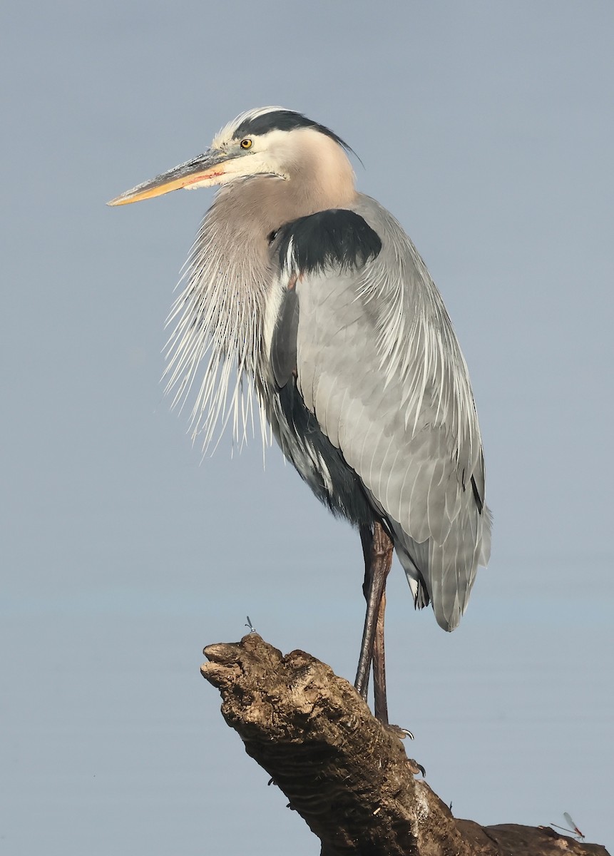 Great Blue Heron - ML620410127