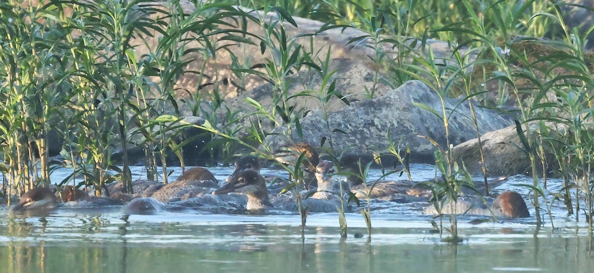 Common Merganser - ML620410134