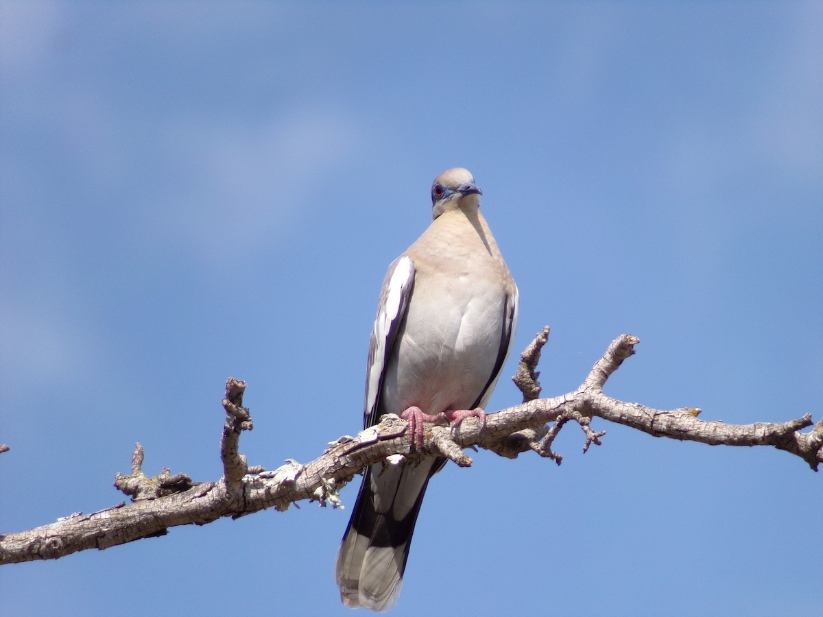White-winged Dove - ML620410139