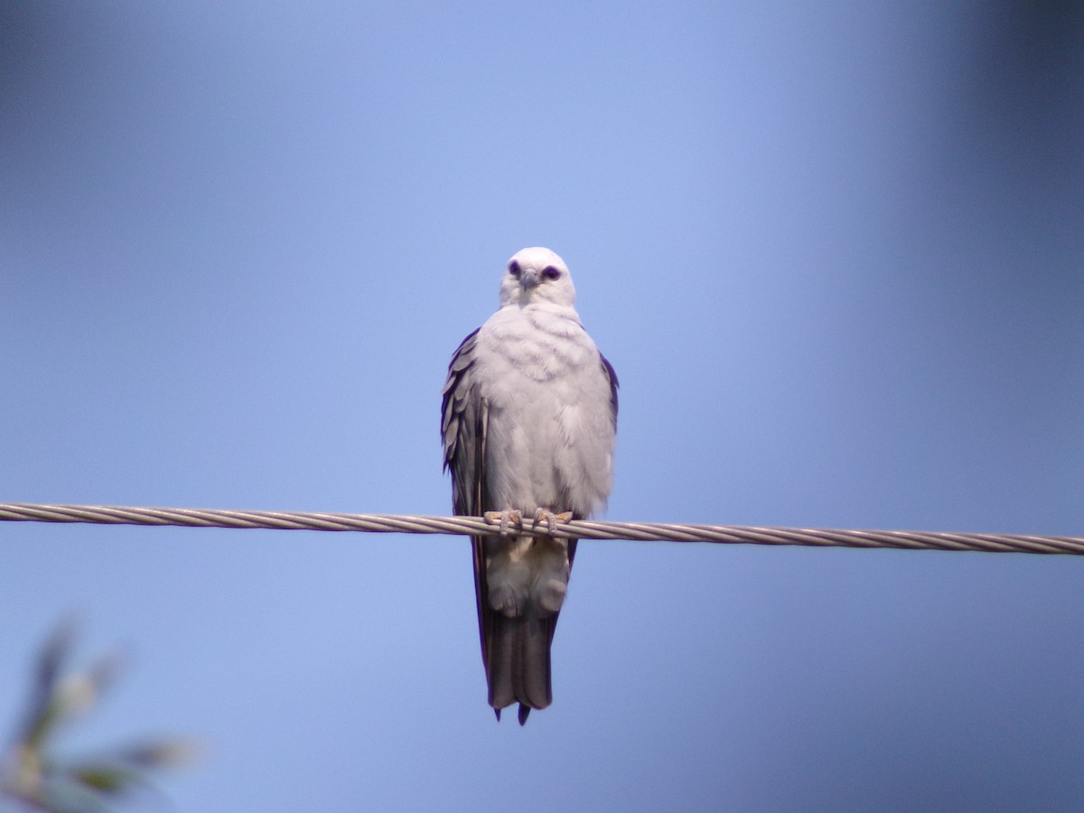 Mississippi Kite - ML620410144