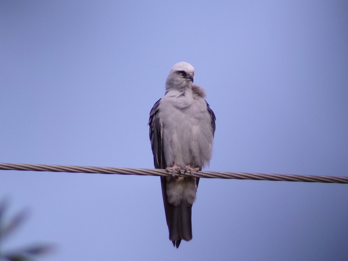 Mississippi Kite - ML620410146