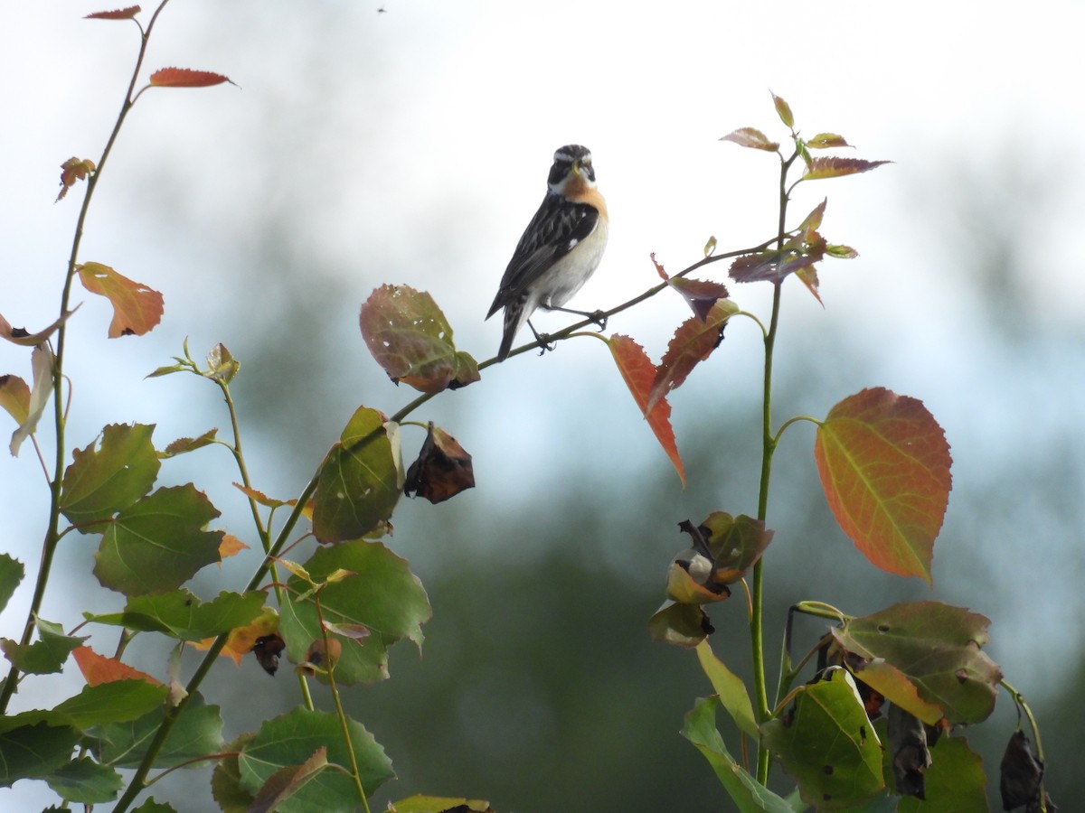 Whinchat - ML620410151