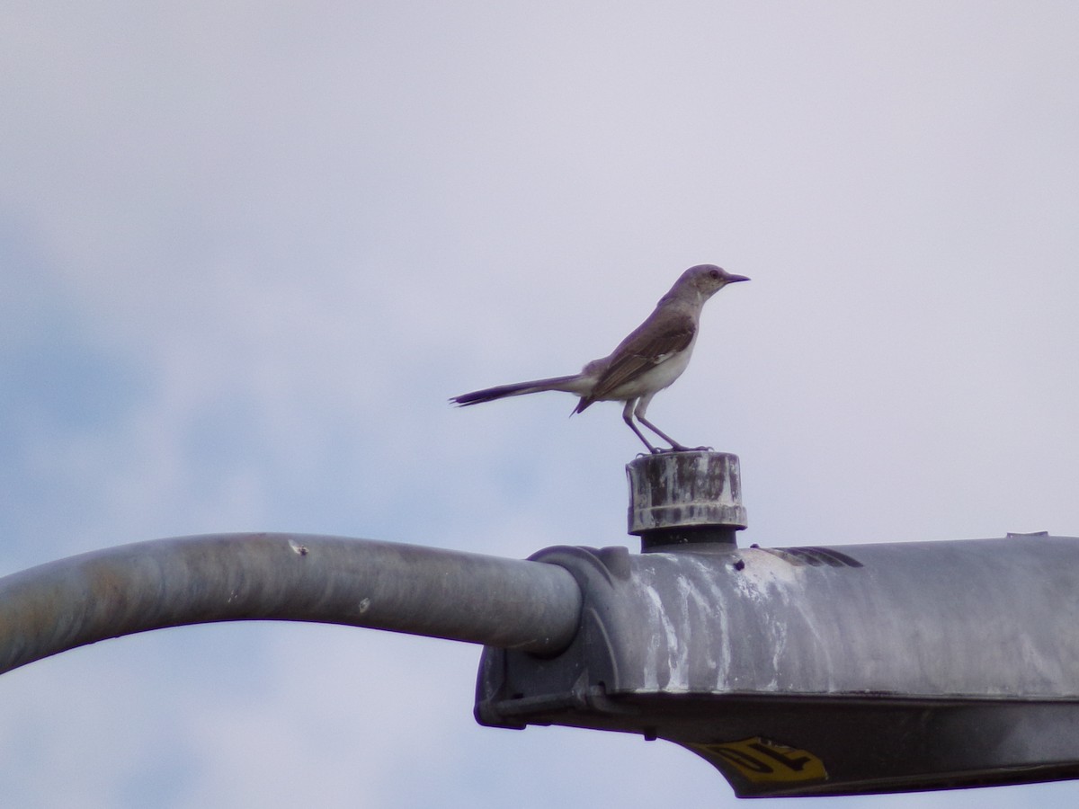 Northern Mockingbird - ML620410154