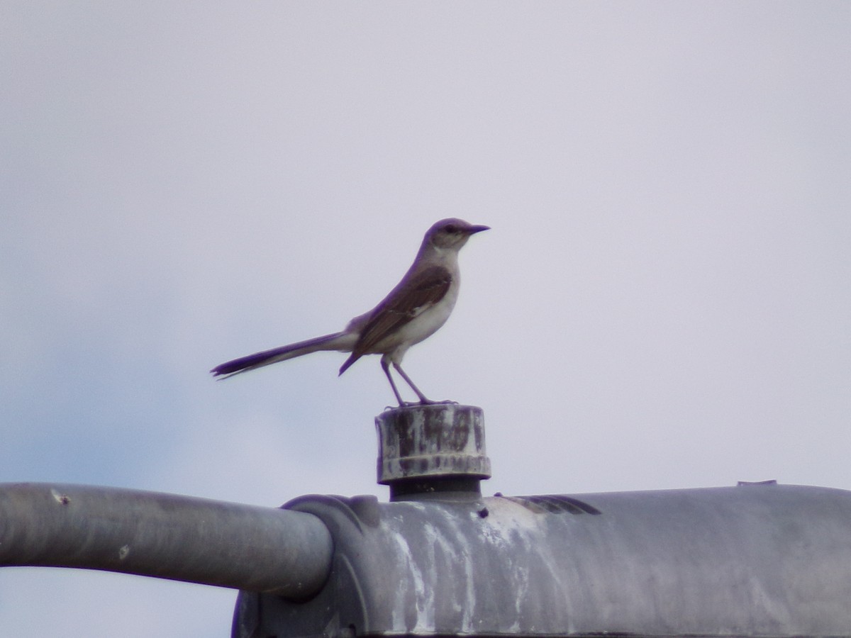 Northern Mockingbird - ML620410155