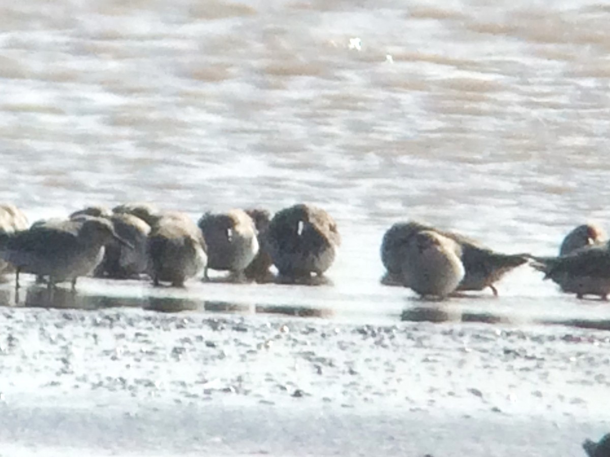 Great Knot - ML620410156