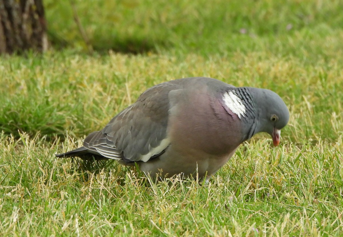 Common Wood-Pigeon - ML620410166