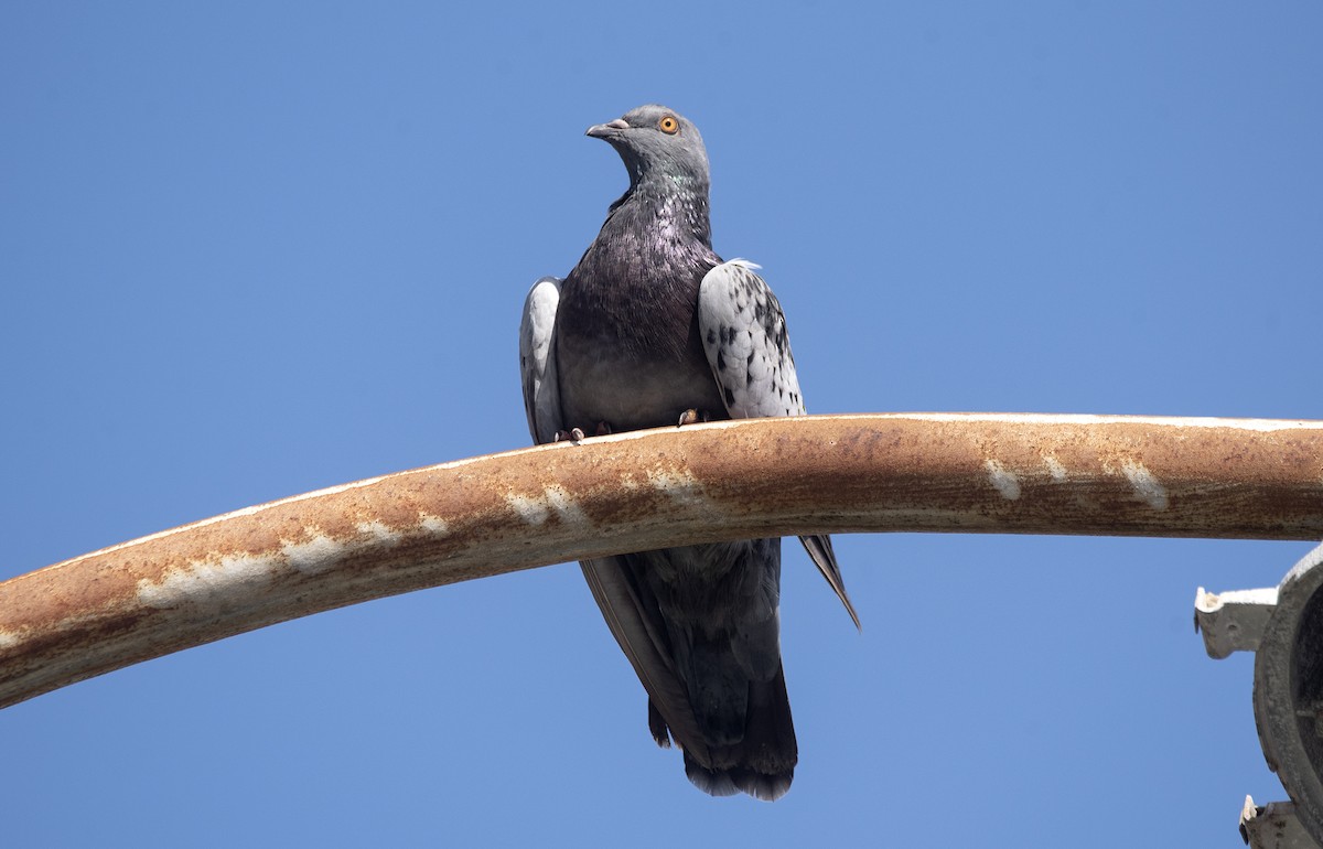 Rock Pigeon (Feral Pigeon) - ML620410168