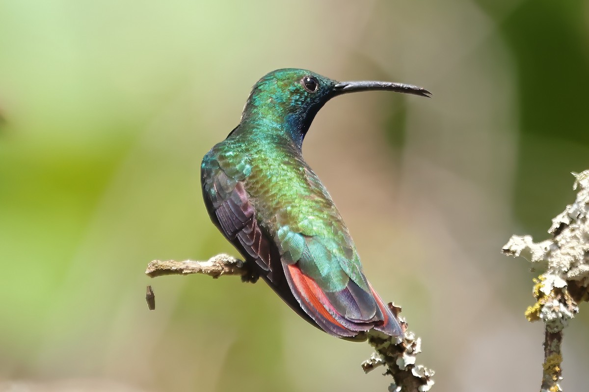kolibřík azurovoprsý - ML620410170