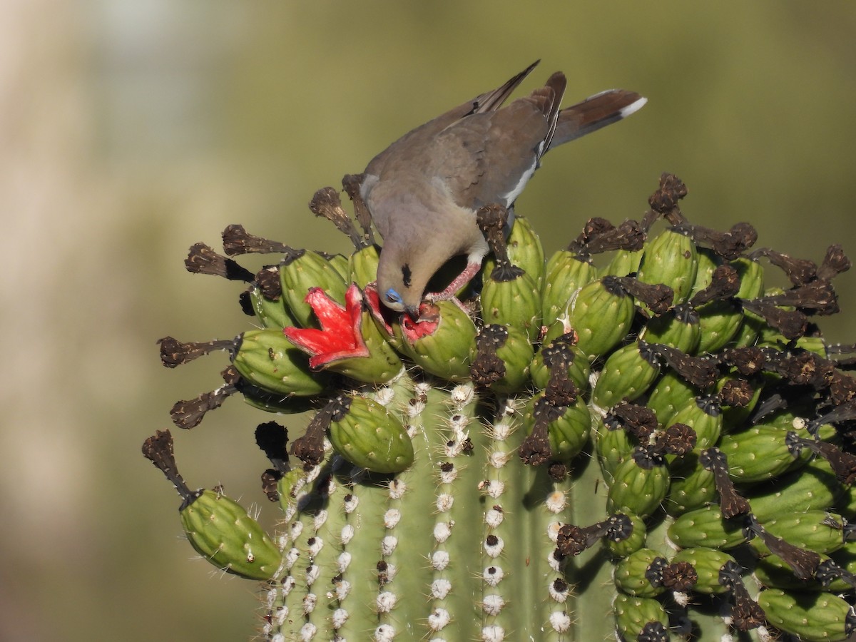 White-winged Dove - ML620410179