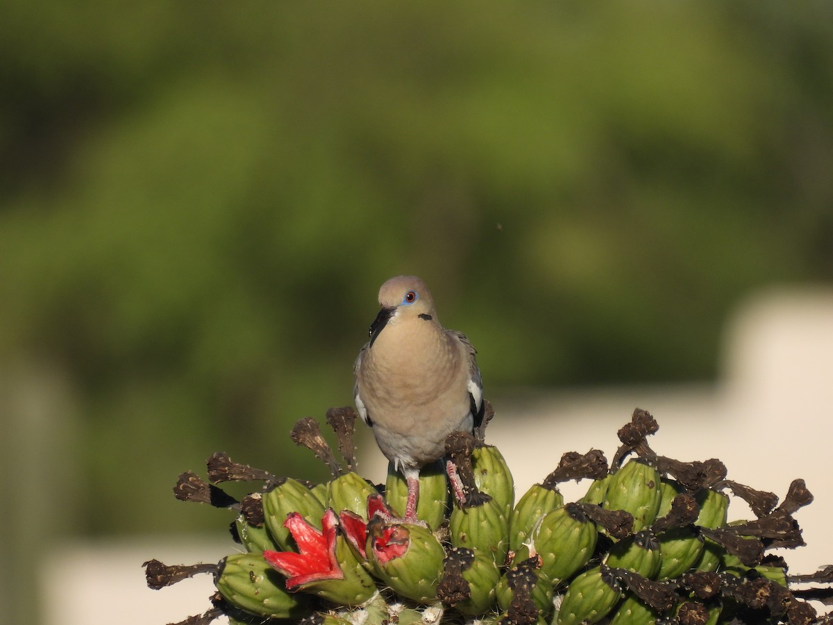 White-winged Dove - ML620410180