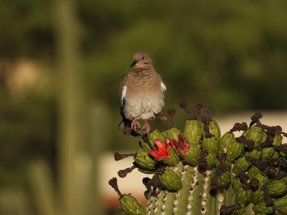 White-winged Dove - ML620410182