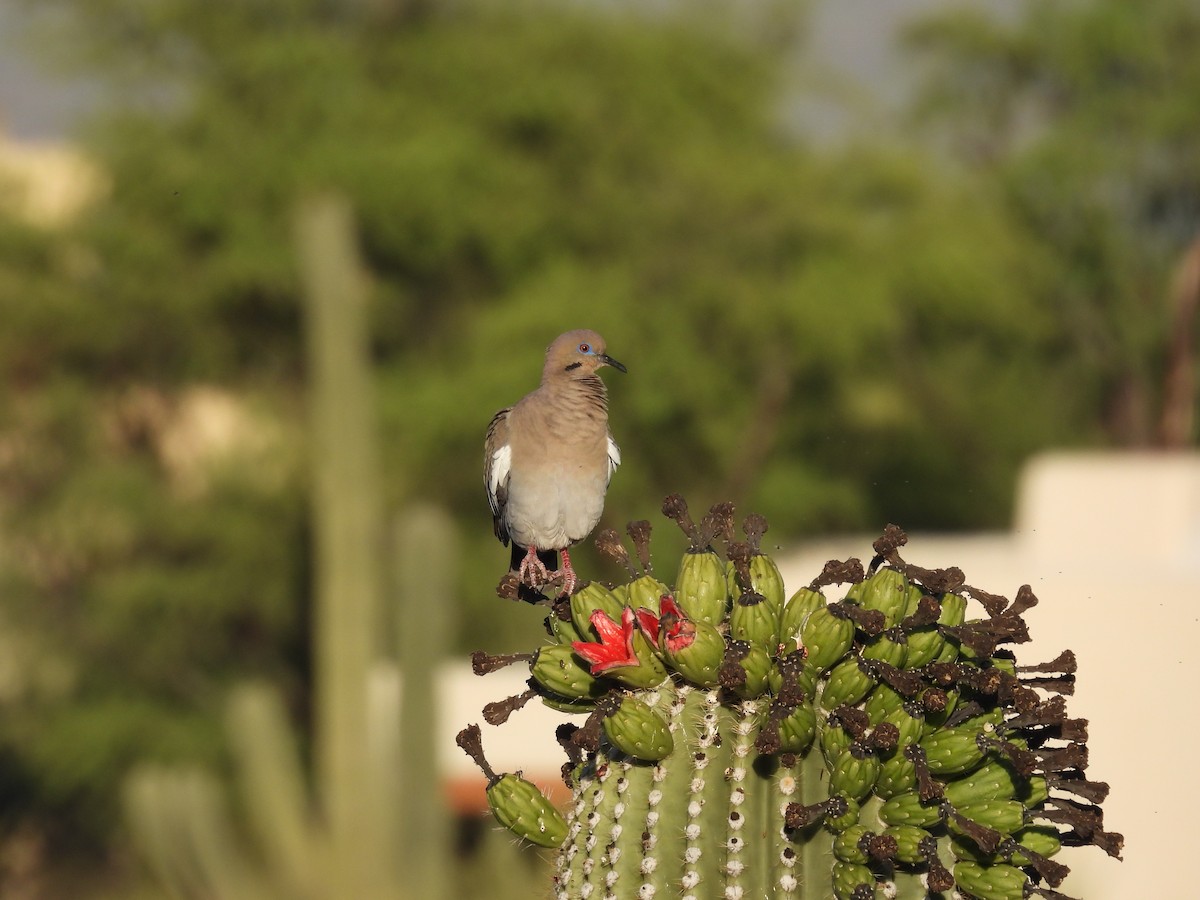 White-winged Dove - ML620410183