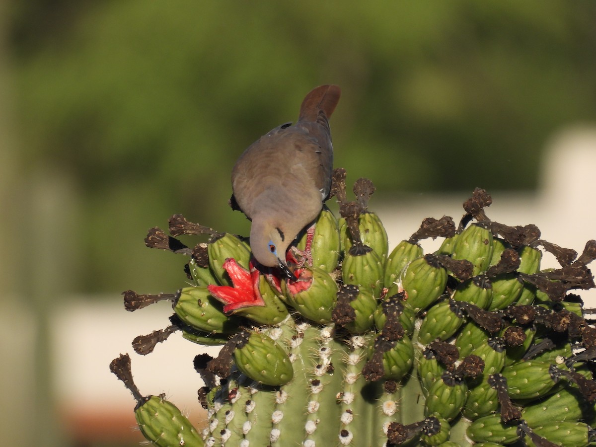 White-winged Dove - ML620410185