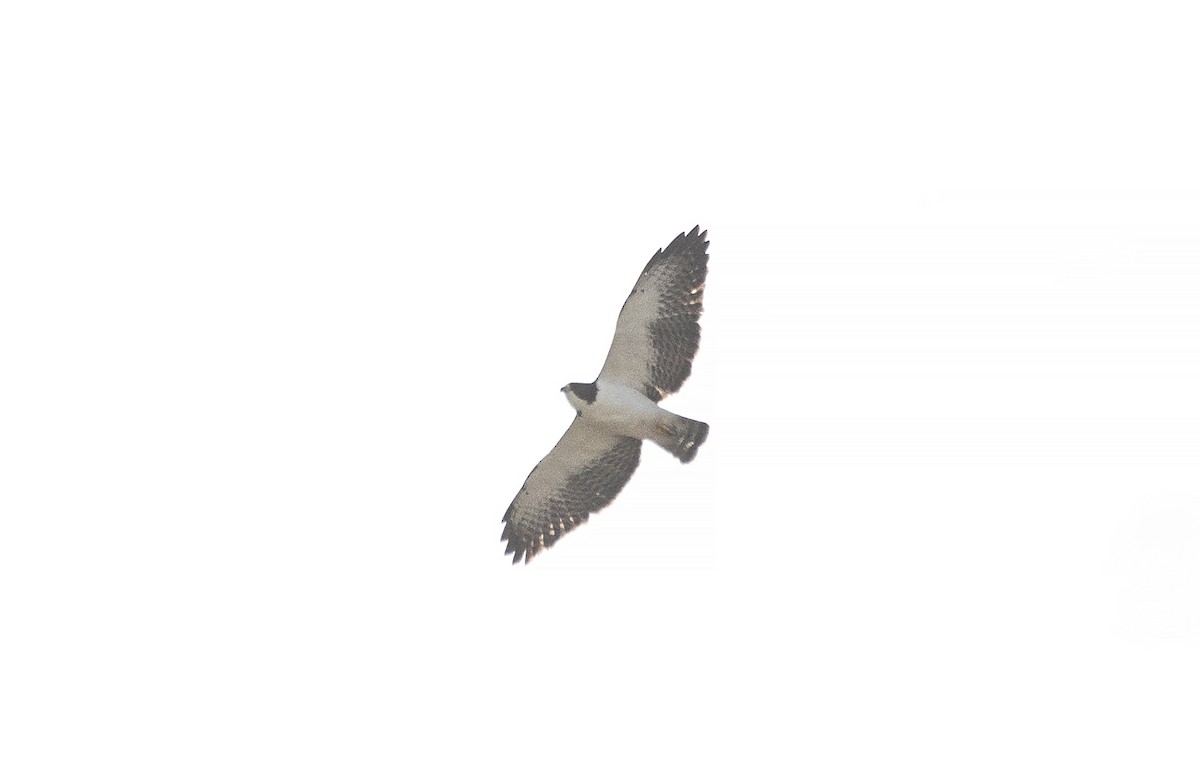 Short-tailed Hawk - ML620410192