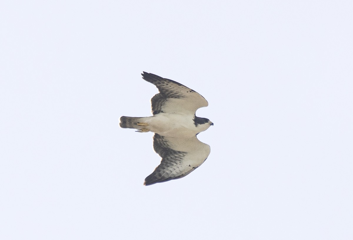 Short-tailed Hawk - ML620410193