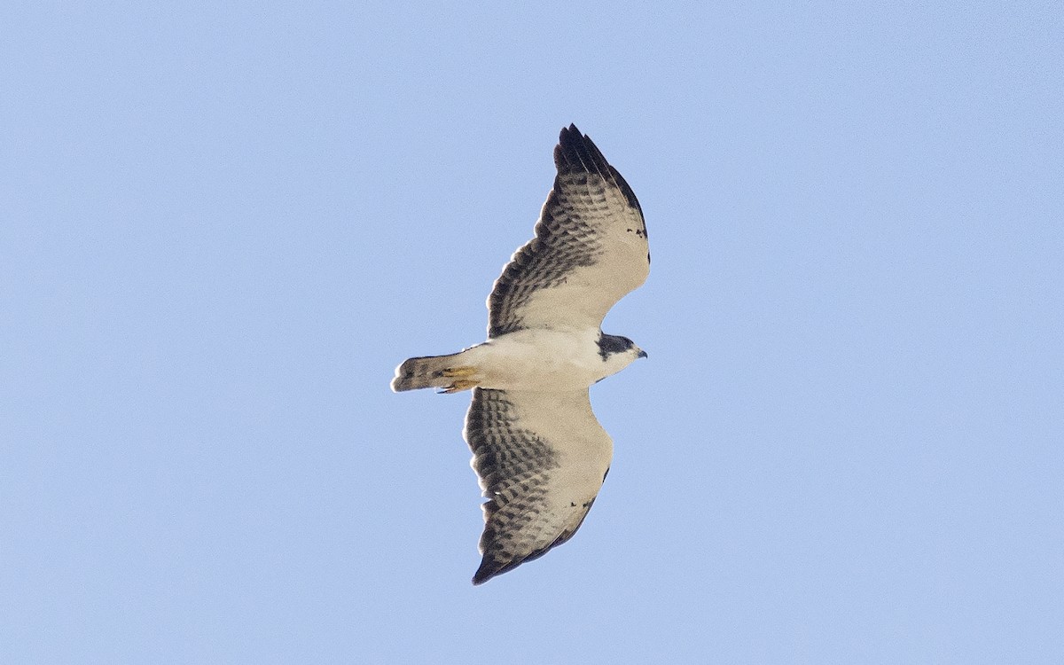 Short-tailed Hawk - ML620410194