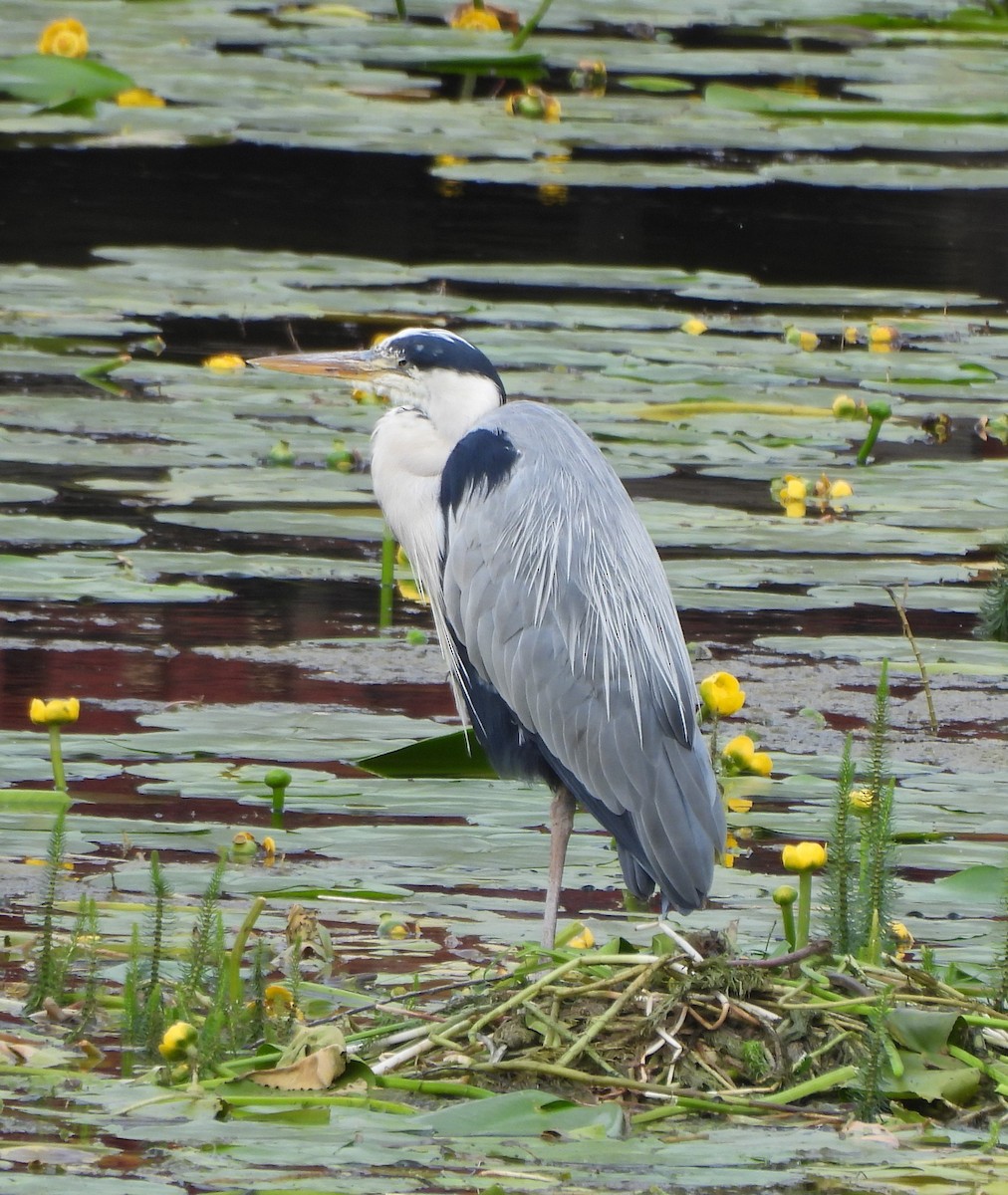 Gray Heron - ML620410200