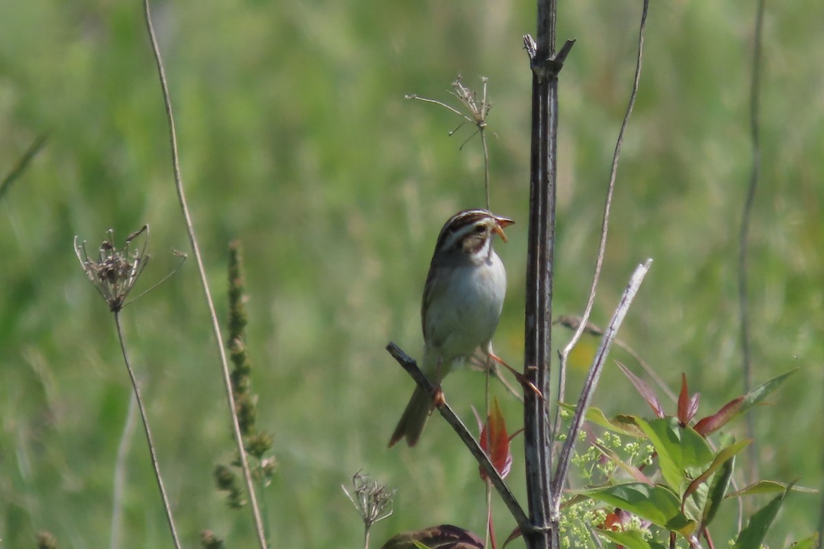 Clay-colored Sparrow - ML620410201