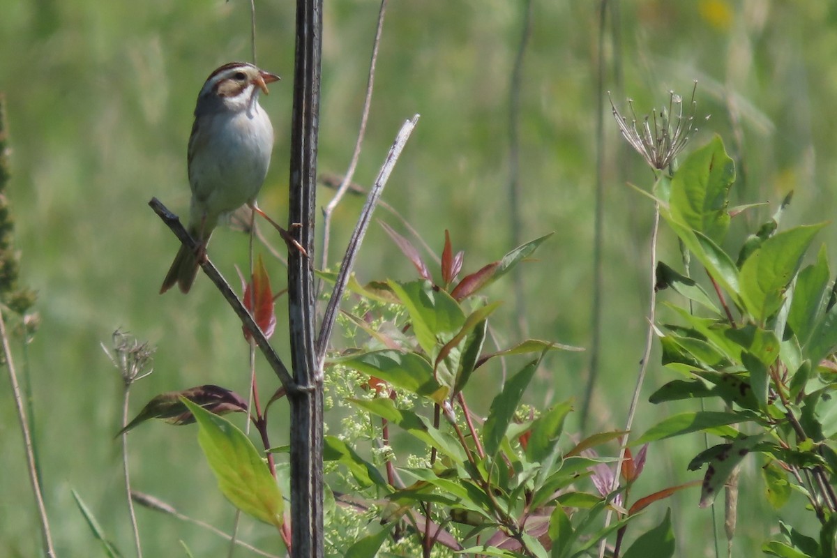 Clay-colored Sparrow - ML620410202