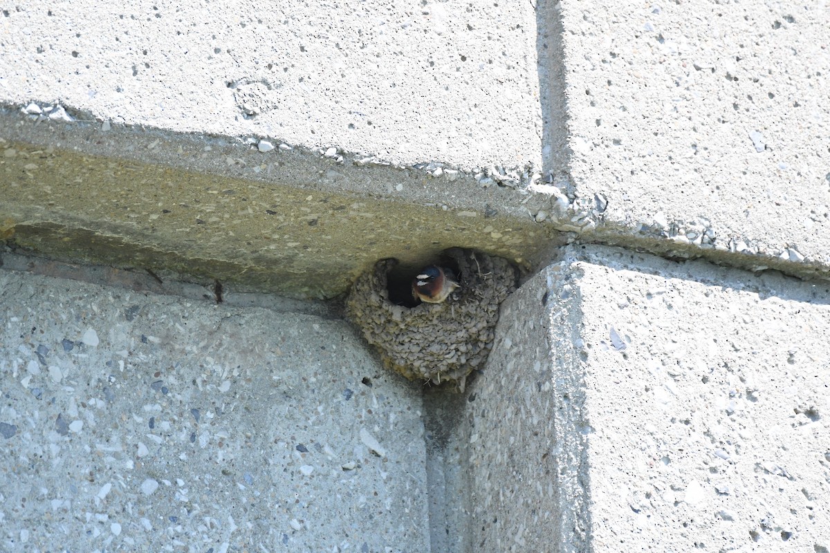 Cliff Swallow - ML620410218