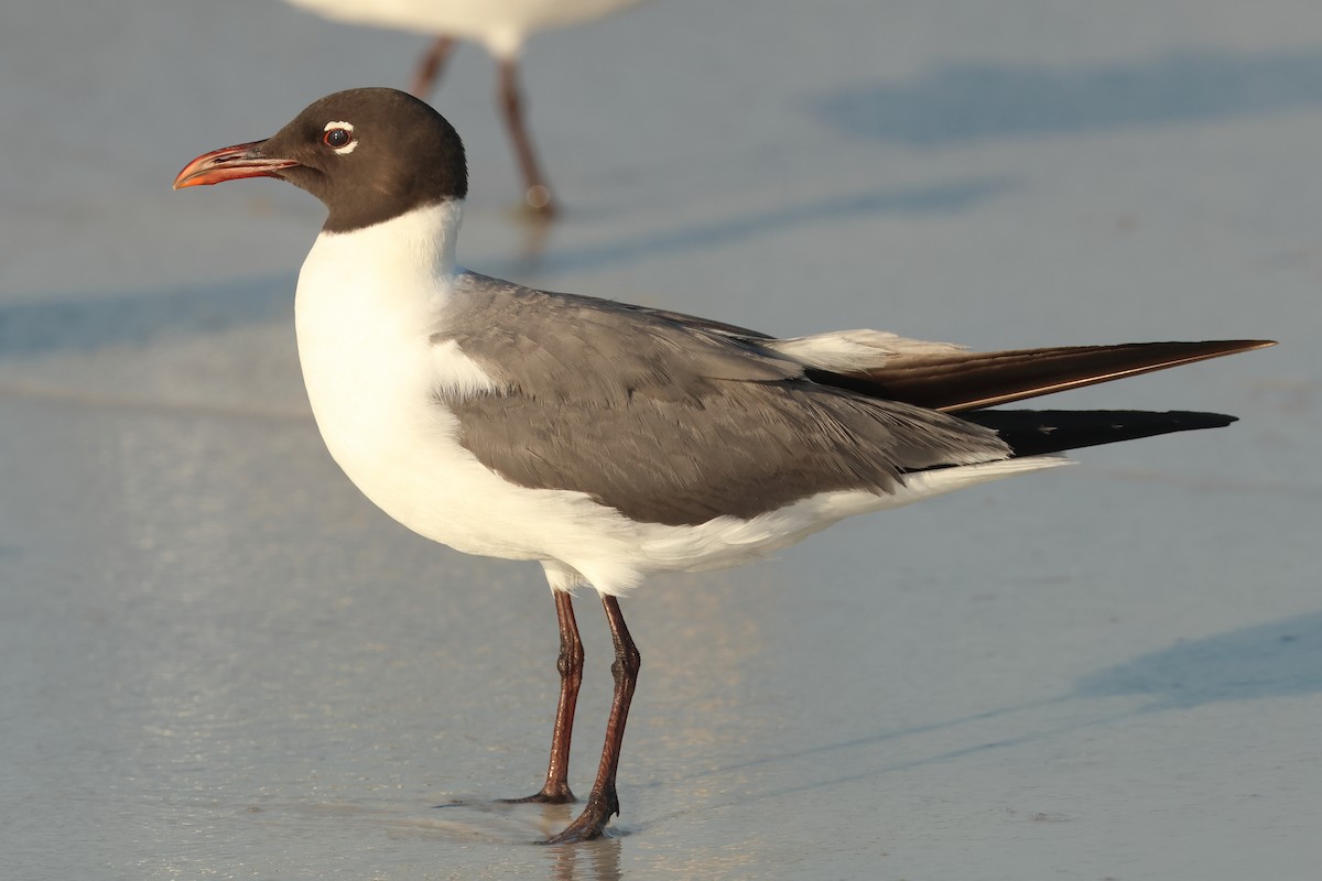 Mouette atricille - ML620410225