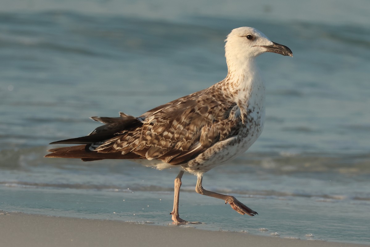 Gaviota Sombría - ML620410230