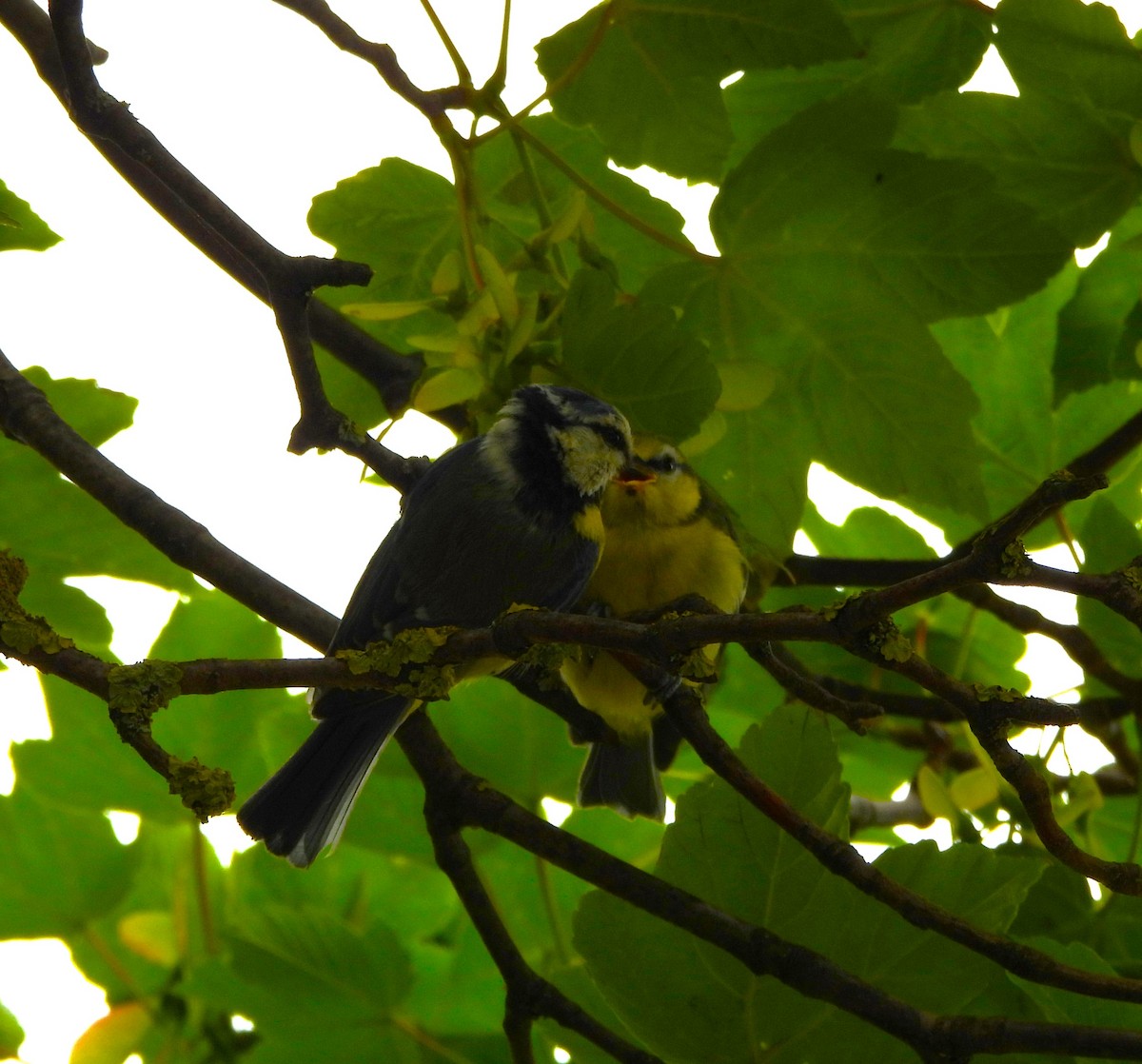 Eurasian Blue Tit - Sally Smith