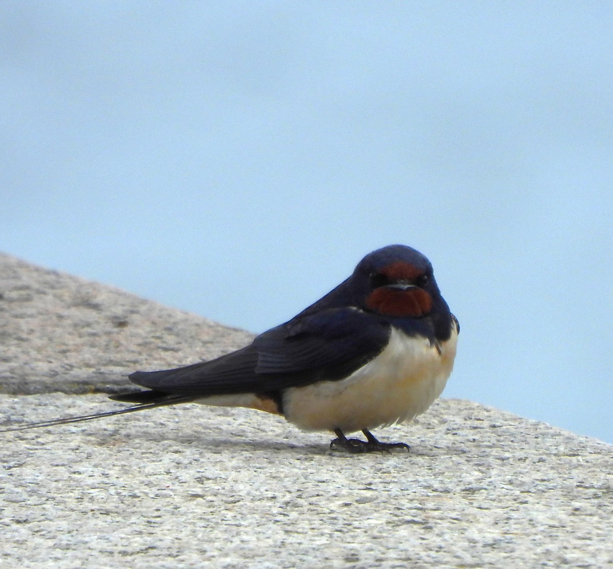 Barn Swallow - ML620410255