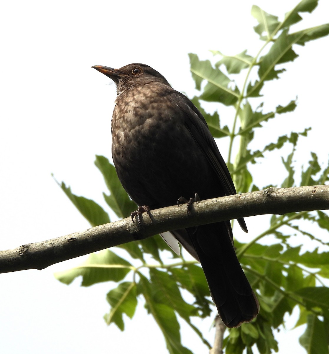 Eurasian Blackbird - ML620410260