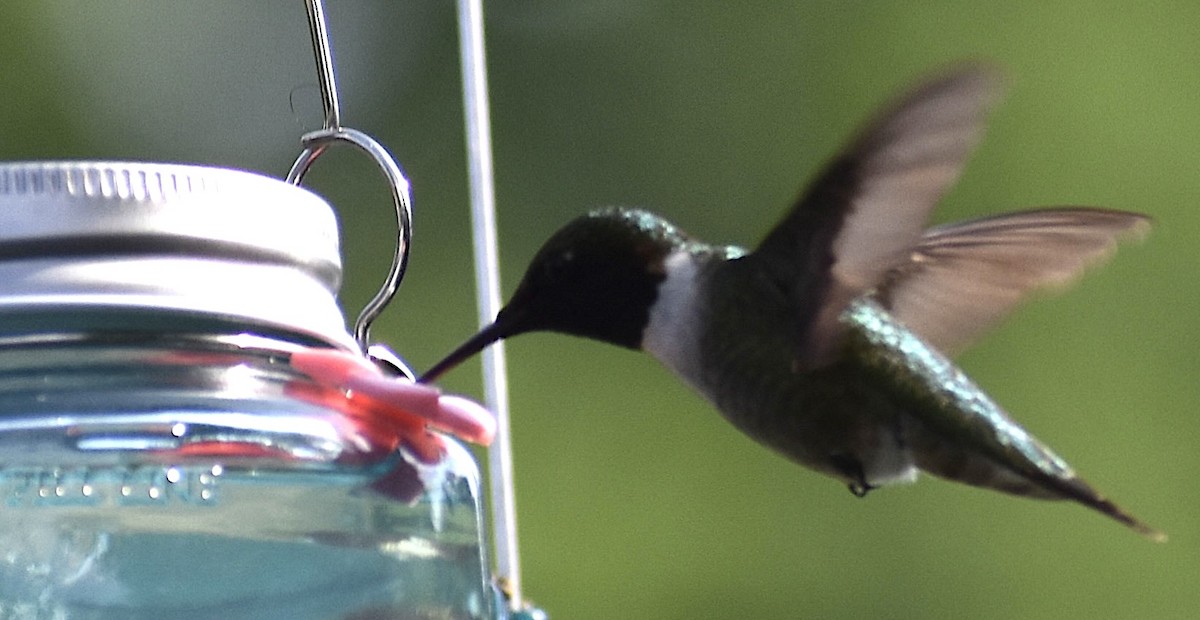 Ruby-throated Hummingbird - ML620410261