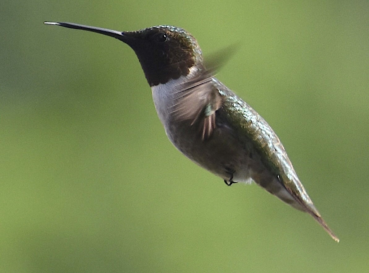 Ruby-throated Hummingbird - ML620410263