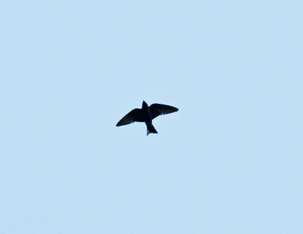 Purple Martin - ML620410264