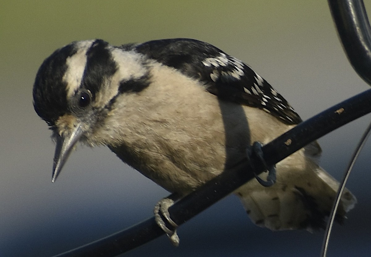 Downy Woodpecker - ML620410268