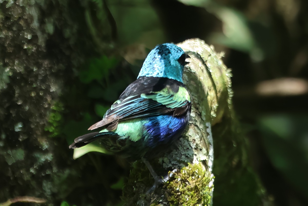 Blue-necked Tanager - ML620410278