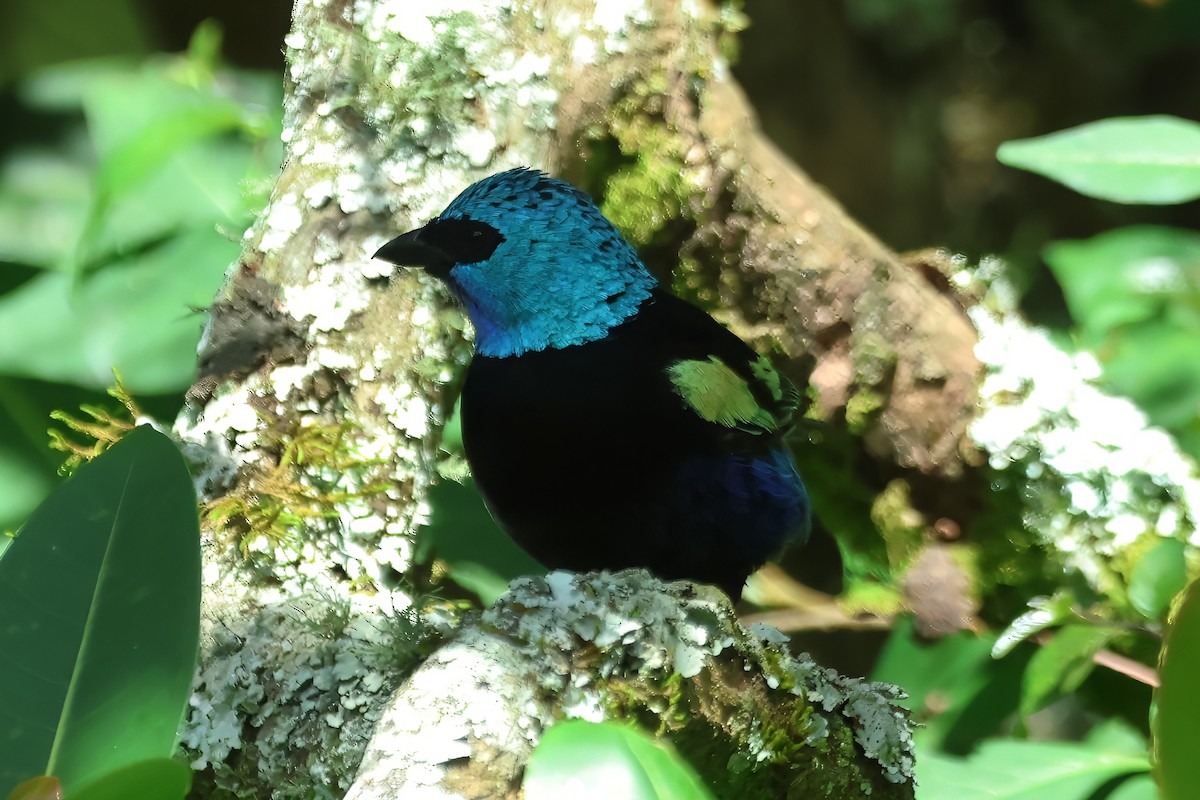 Blue-necked Tanager - Russ Ruffing