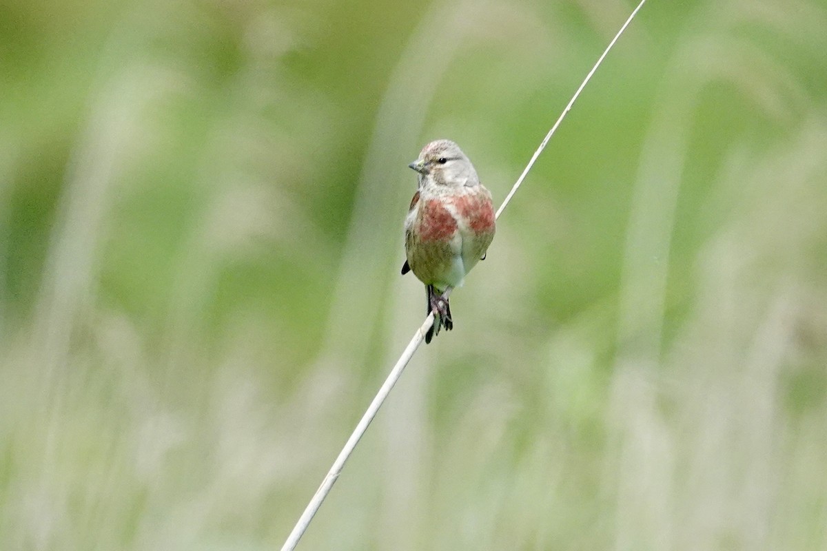 Eurasian Linnet - ML620410293