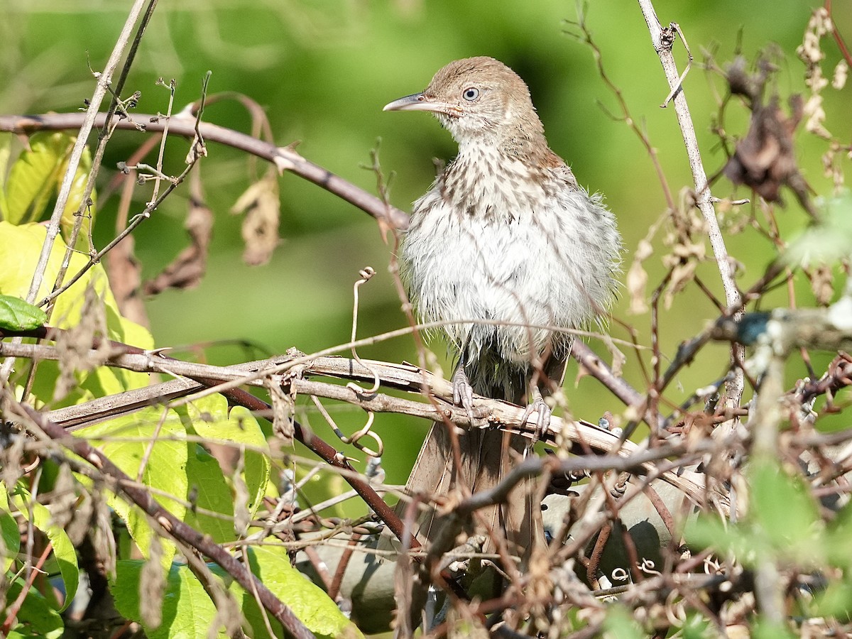 Brown Thrasher - ML620410298