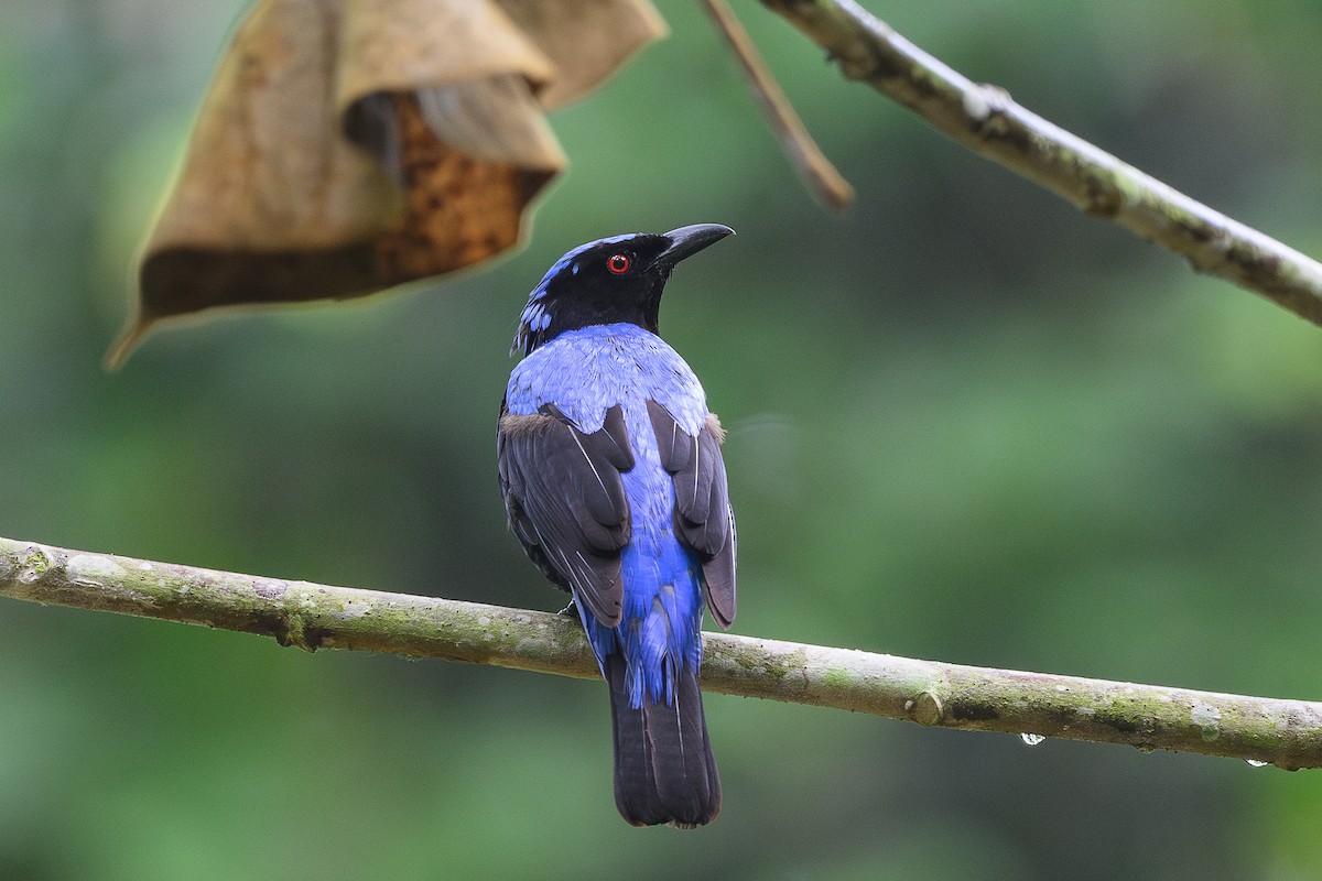 Asian Fairy-bluebird - ML620410300