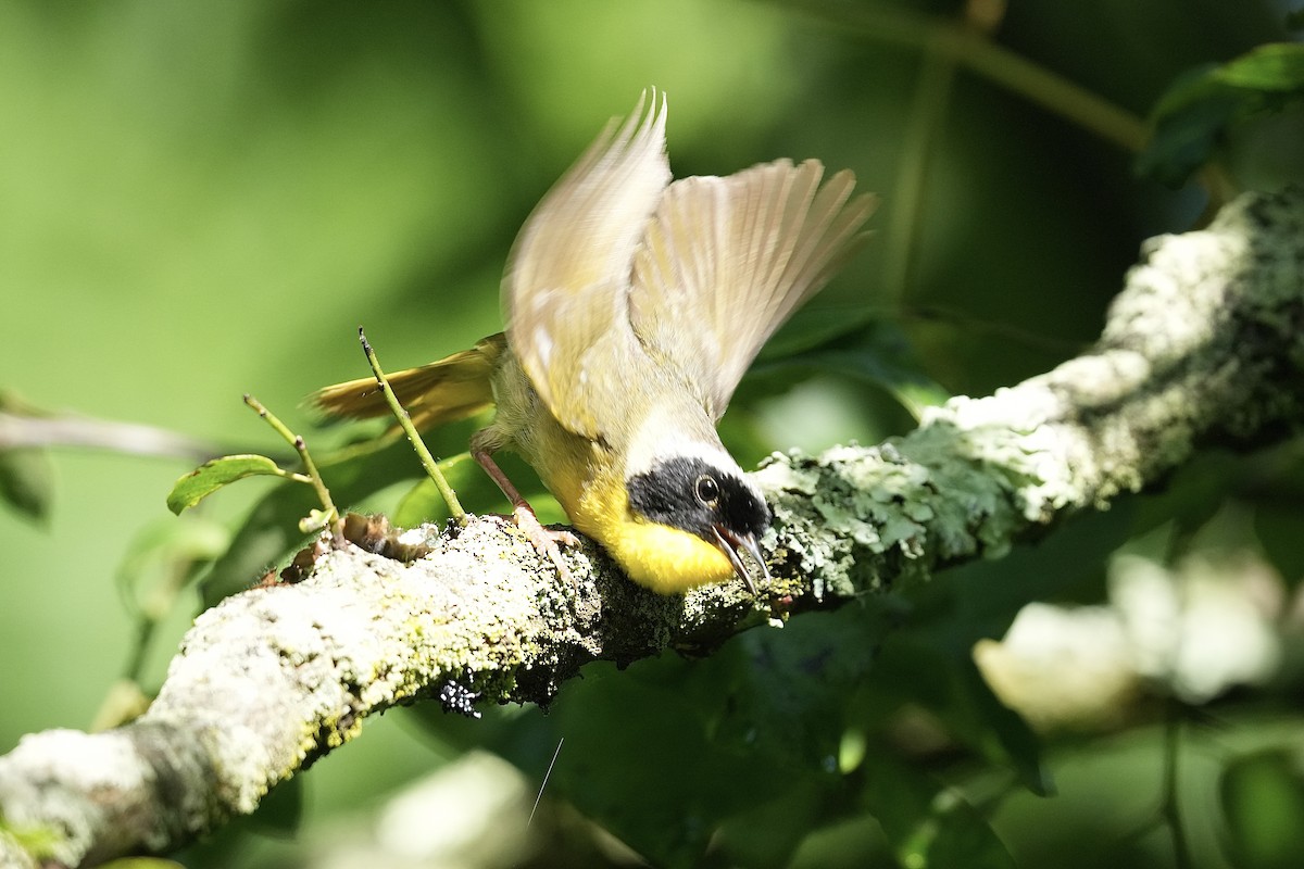 Common Yellowthroat - ML620410304