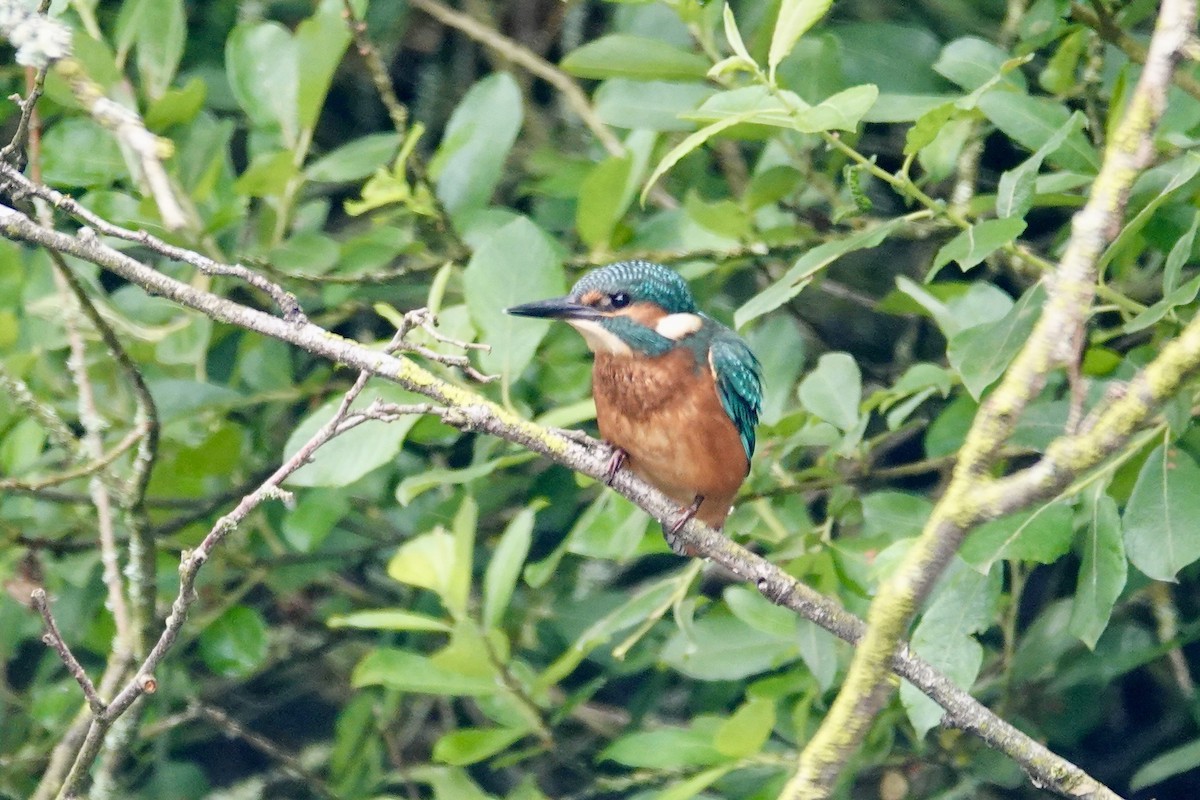 Martin-pêcheur d'Europe - ML620410322