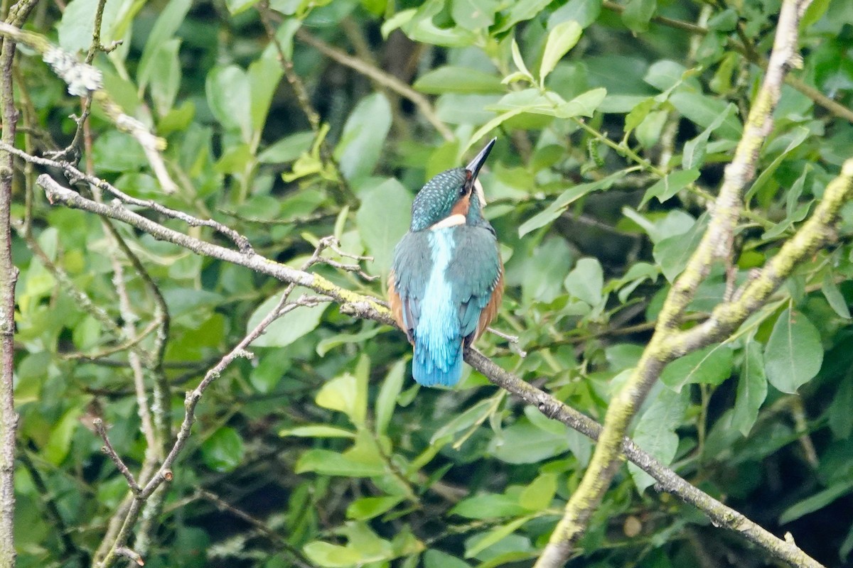 Common Kingfisher - David Ratcliffe
