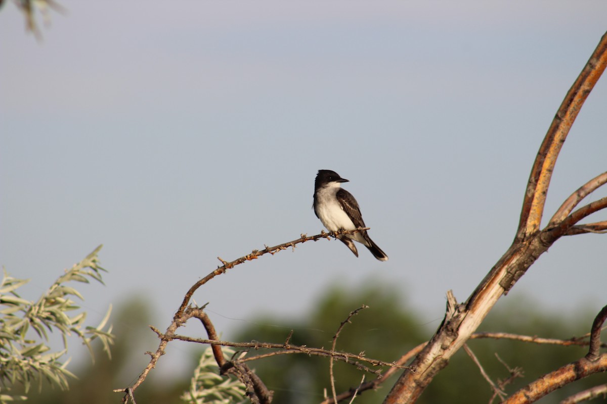 Eastern Kingbird - ML620410334