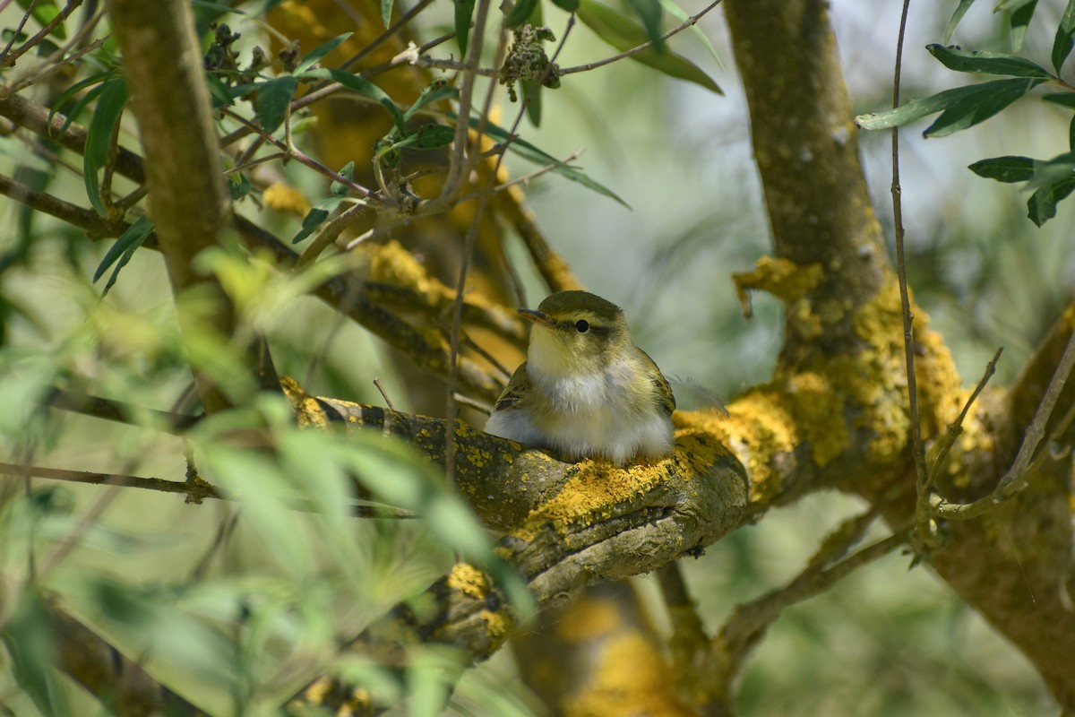 Wood Warbler - ML620410335